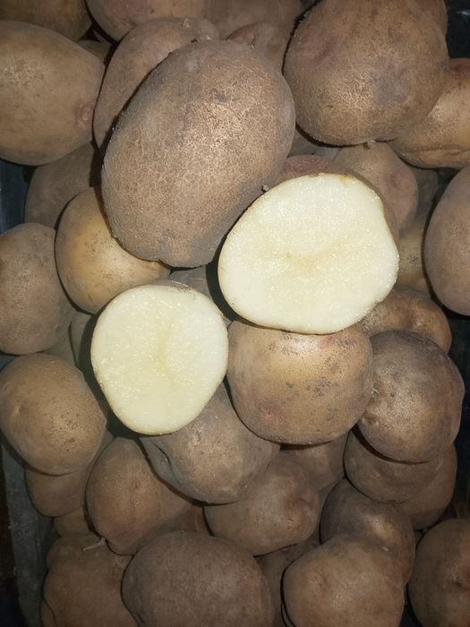 Продам дачный картофель