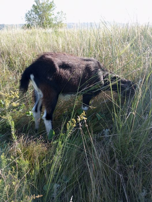 Продаются козлики