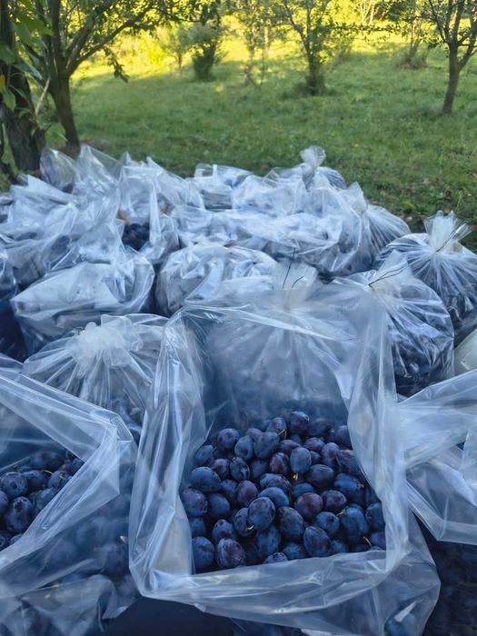 Prune de vanzare