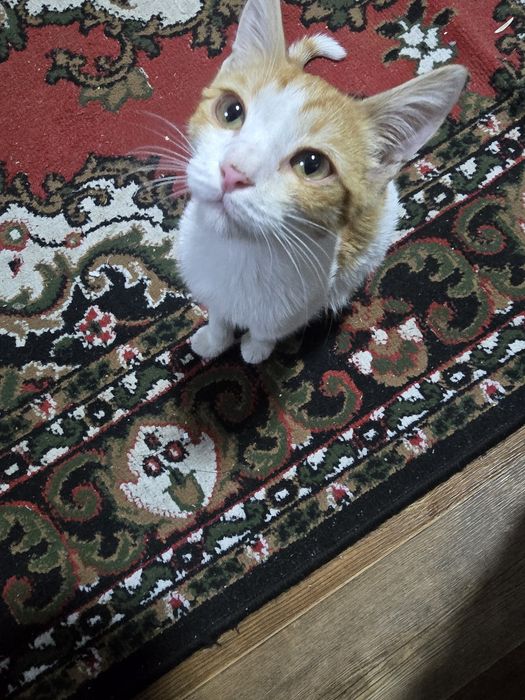 Котёнок 3 месяца ищет заботливого хозяина!