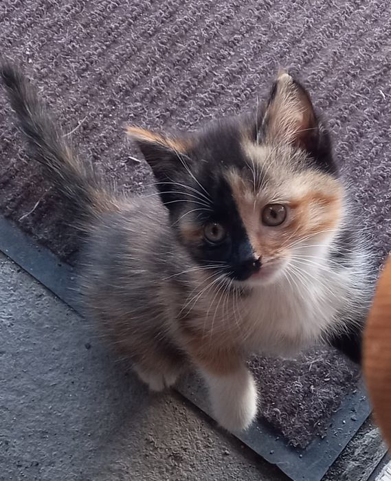 Бесплатно,в добрые ручки