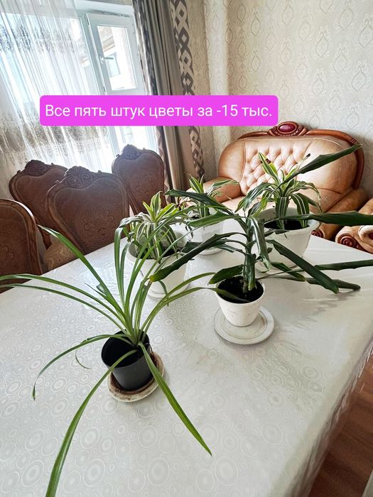Замиокулькас Цветы