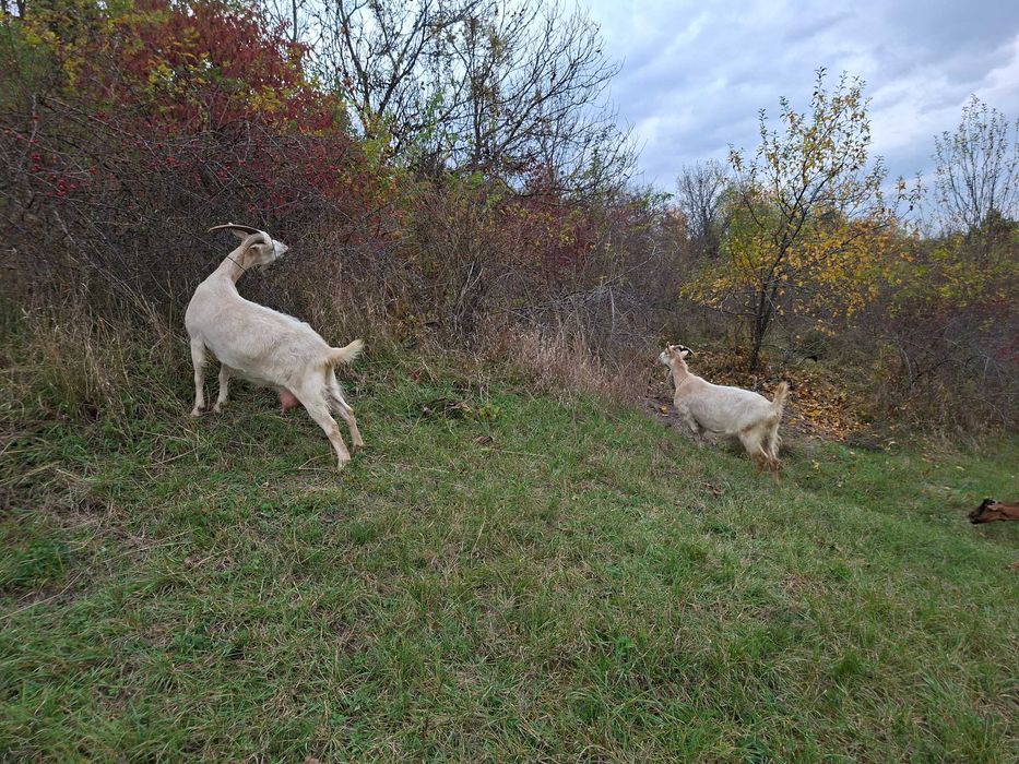 Capre Sana de vanzare