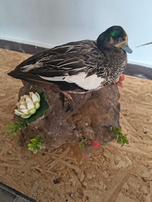 Rățoi împăiat montat pe un suport decorativ