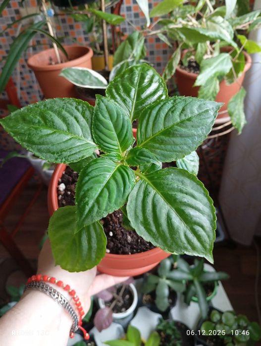 Продам. Растения