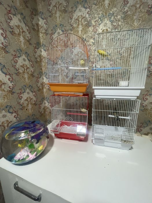 Qushlar Kanareyka va Sava Papugaylar