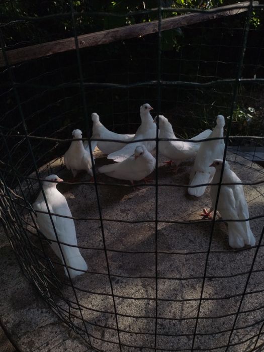 Предлагам нова порода бели гълъби