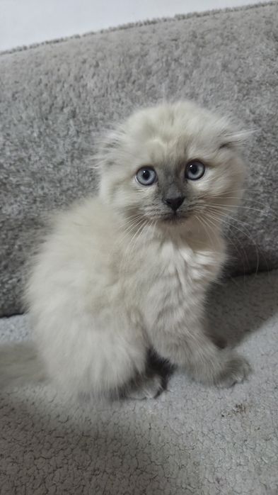 Продам в хорошие руки порода хайленхол