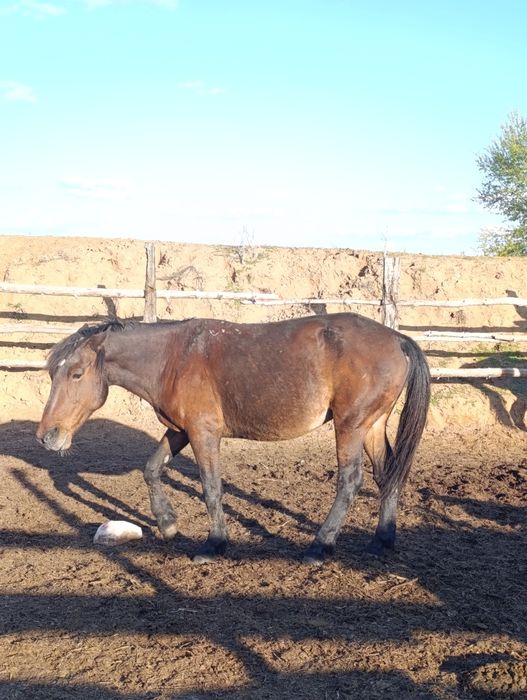 Продам кобылуууууу