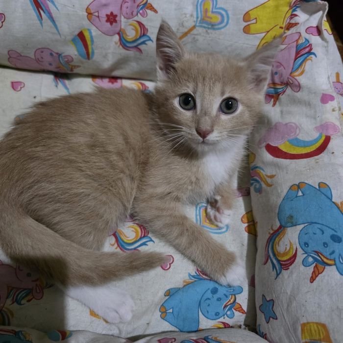 Котик ищет дом!!!