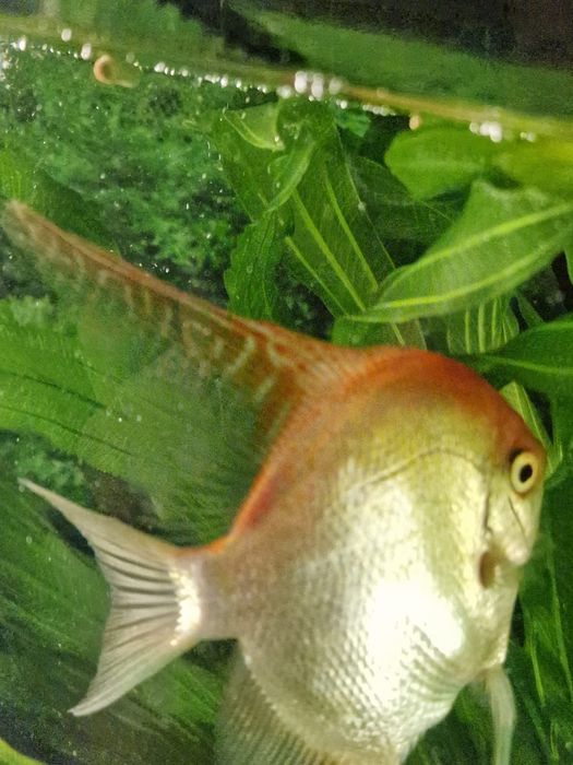 Продам аквариумных рыбок