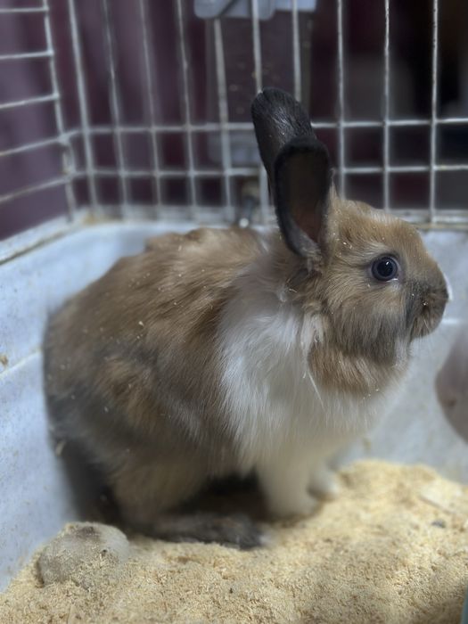 Кролики декоративные