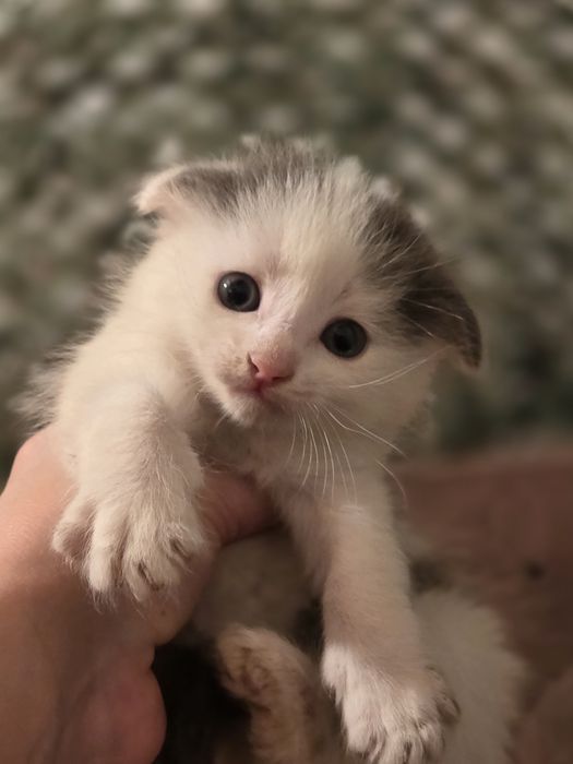 Котята вислоухие в добрые руки