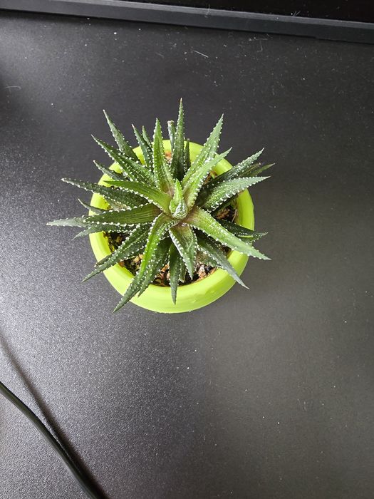 Комнатные растения цветы