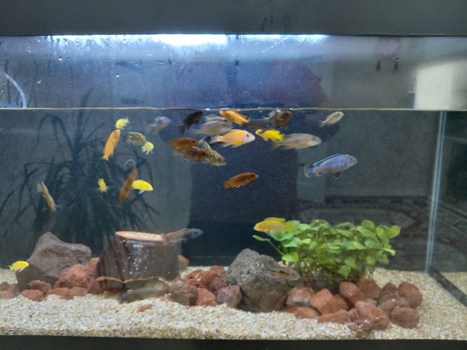 Продам малависких цихлид