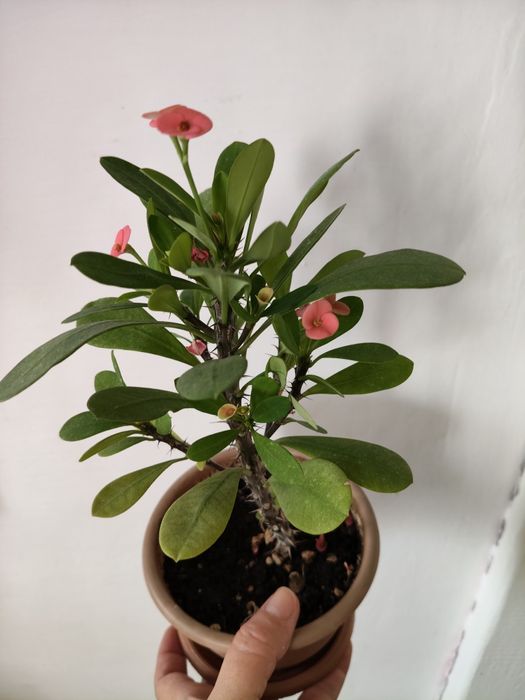 Продам цветок молочай