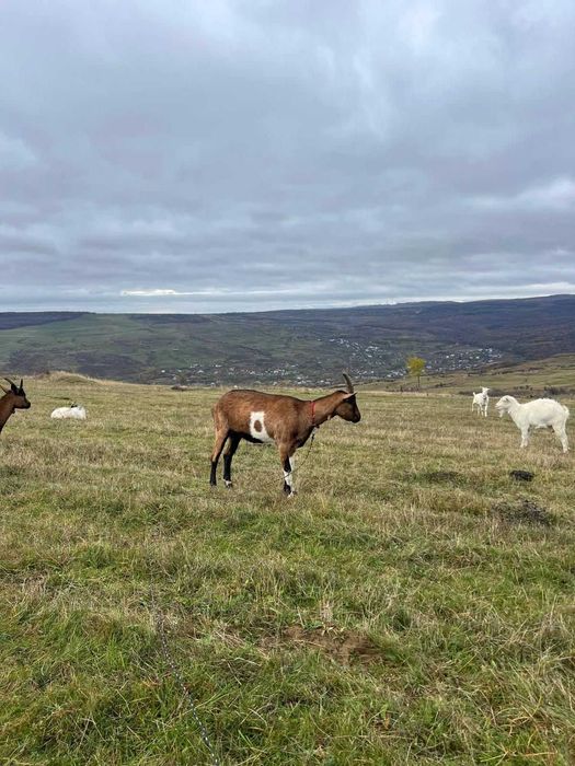 Vânzare capre Pistru Farm Deleni