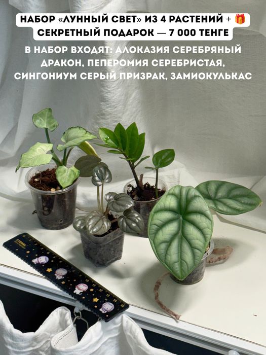 Разные комнатные растения