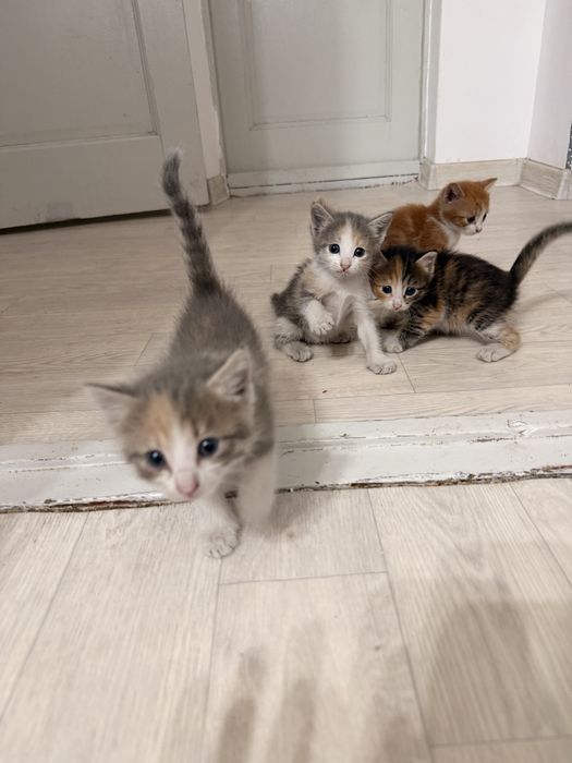 Отдам котят в добрые руки