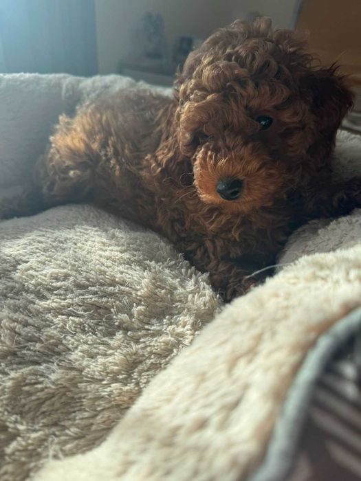 Киченцата вече са продадени