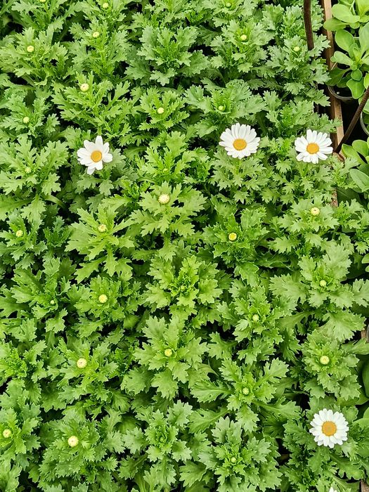 Петуния домашняя