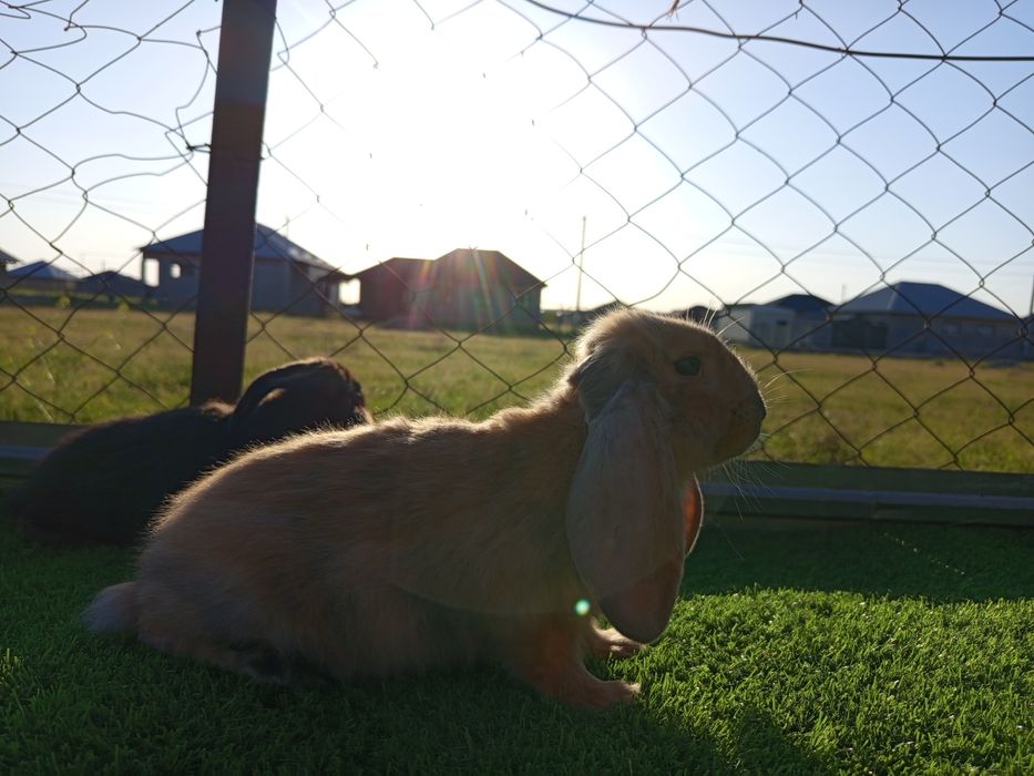 Кролик Французский баран