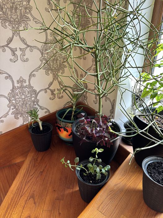 Комнатные растения