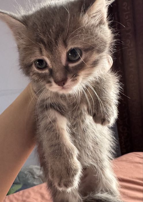 Отдам котят в добрые руки