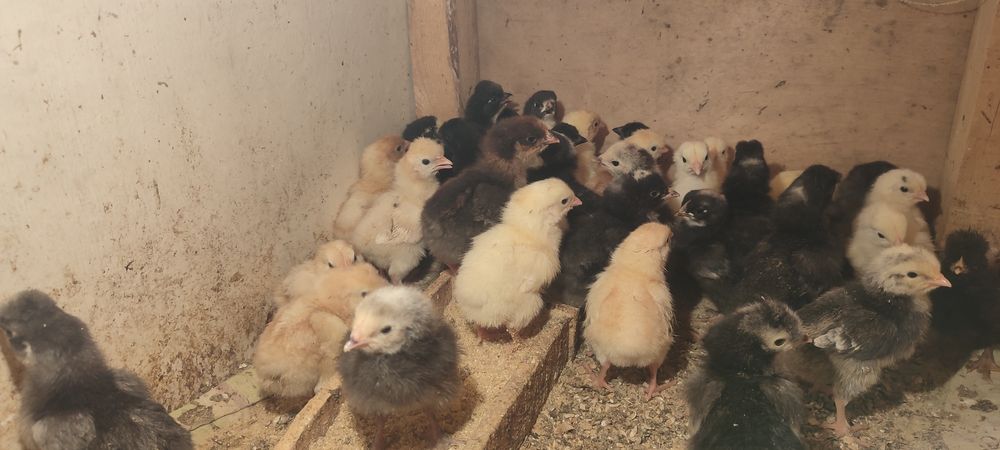 Продам циплят домашний