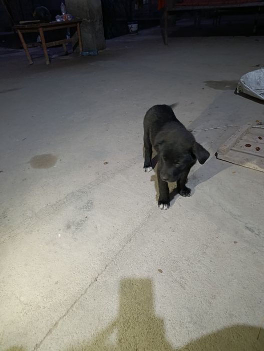 Отдам даром щенков в хорошие руки