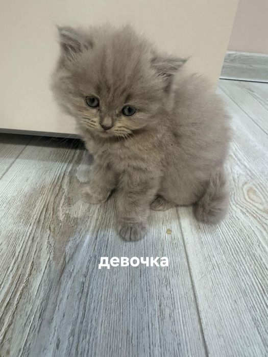Продаются котята породы скоттиш фолд,  скоттиш страйт