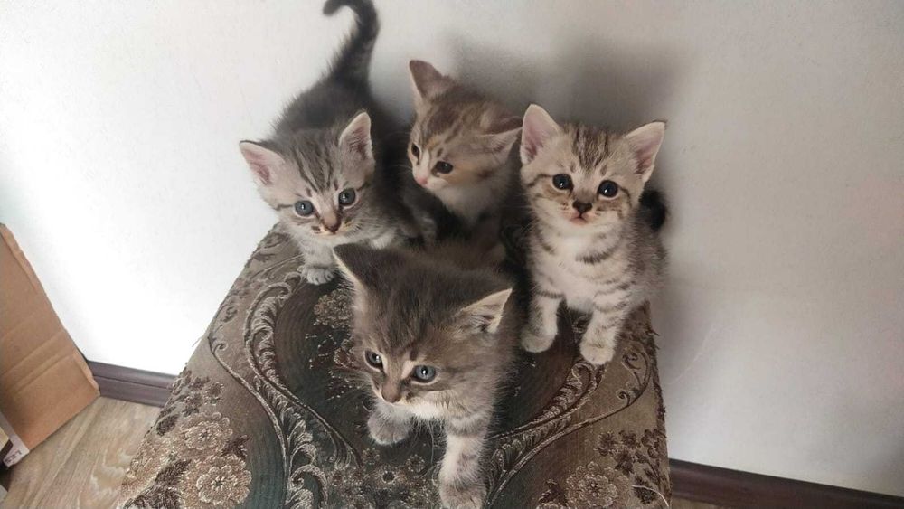 Отдам котят в хорошие руки
