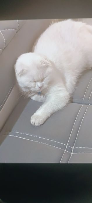 Продается кошечка 7 месяцев