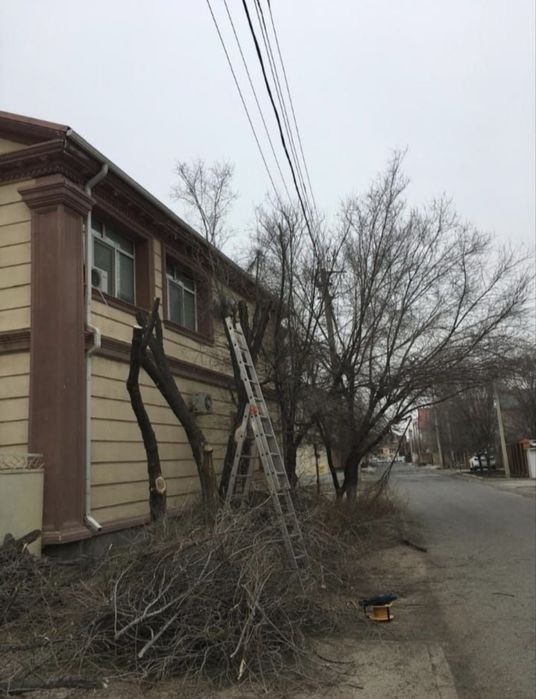 Обрезка деревьев в Атырау.