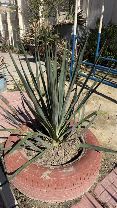 Продам уличные растения ЮККА