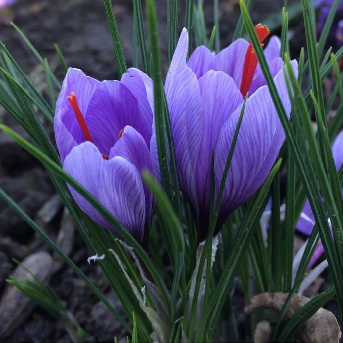 Български шафран BLS