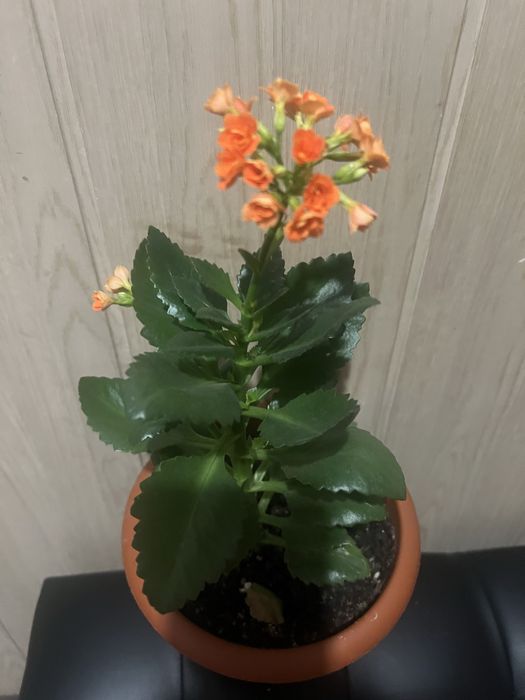 Комнатные цветы.