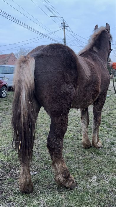 Cal / Manz de vanzare sau schimb cu Vaca/Vitei