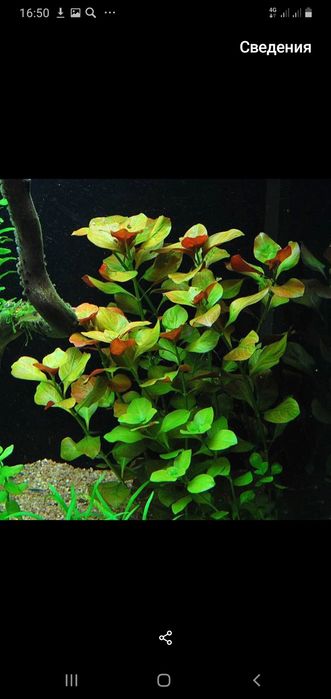 Продам аквариумные растения