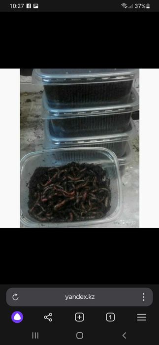 Черви для рыбалки