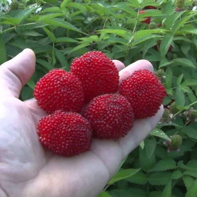 Tibetski malina kochati