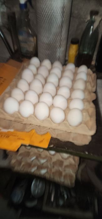 ORDAK TUXUMLARI ISTEMOL UCHUN Урдак Тухуми Утиное Яйцо для потребления