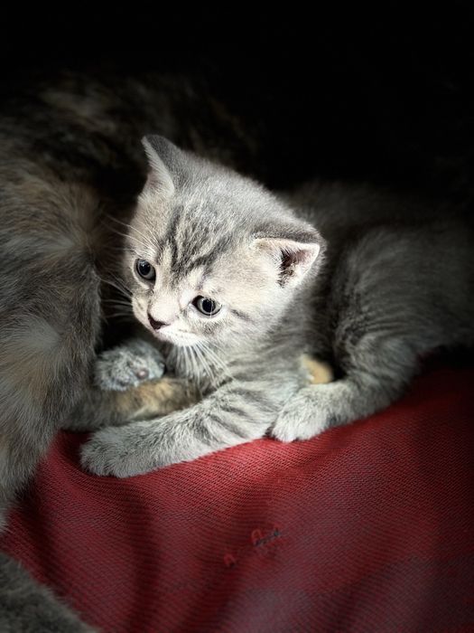 Продам котенка британский