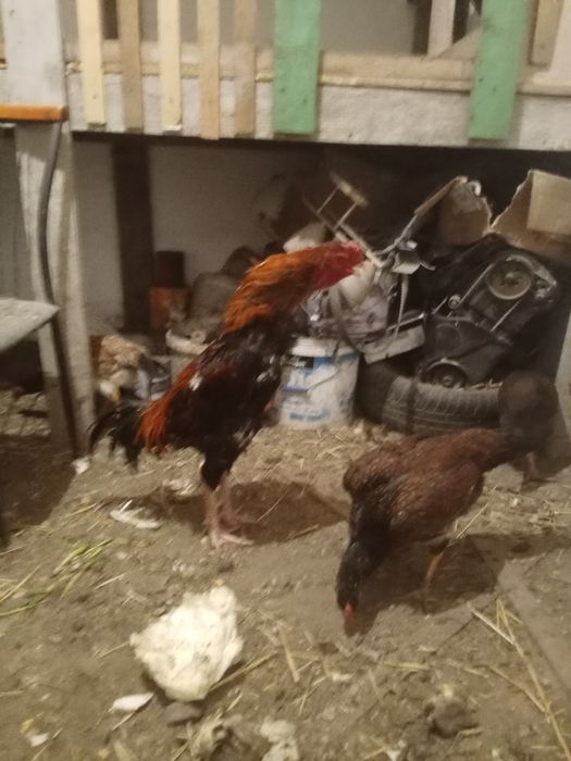 Даканы яйца 1000тг