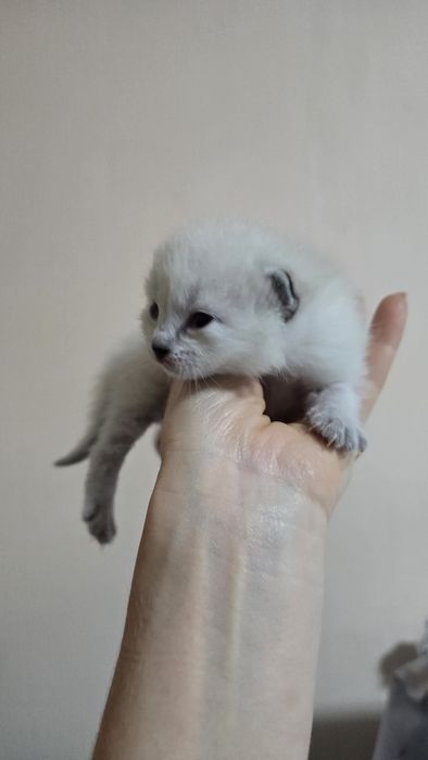 Котята в заботливые руки