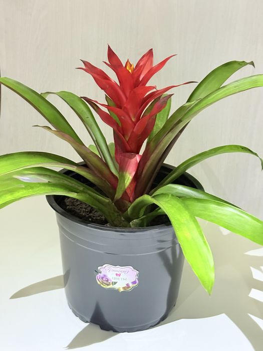 Домашние красивые  растения