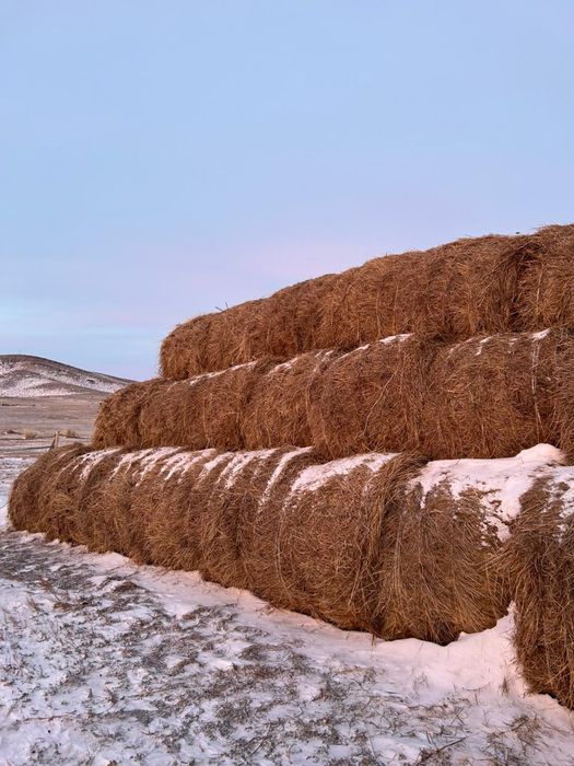 Продам сено в рулонах