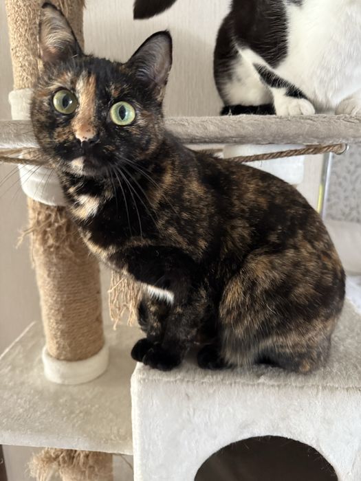 Кошечка Марфуся ищет дом