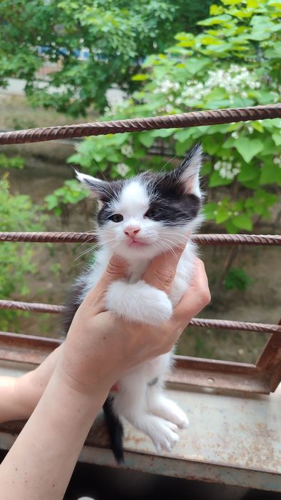 Котятки ребятки в добрый дом, в добрые ручки!!!