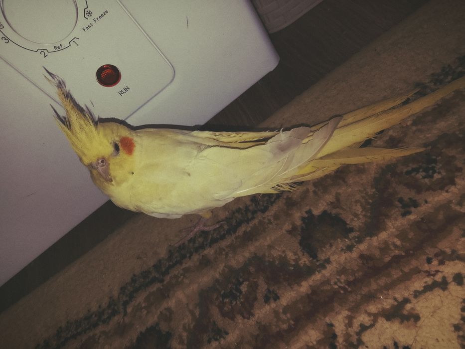 Корелла сатылады.